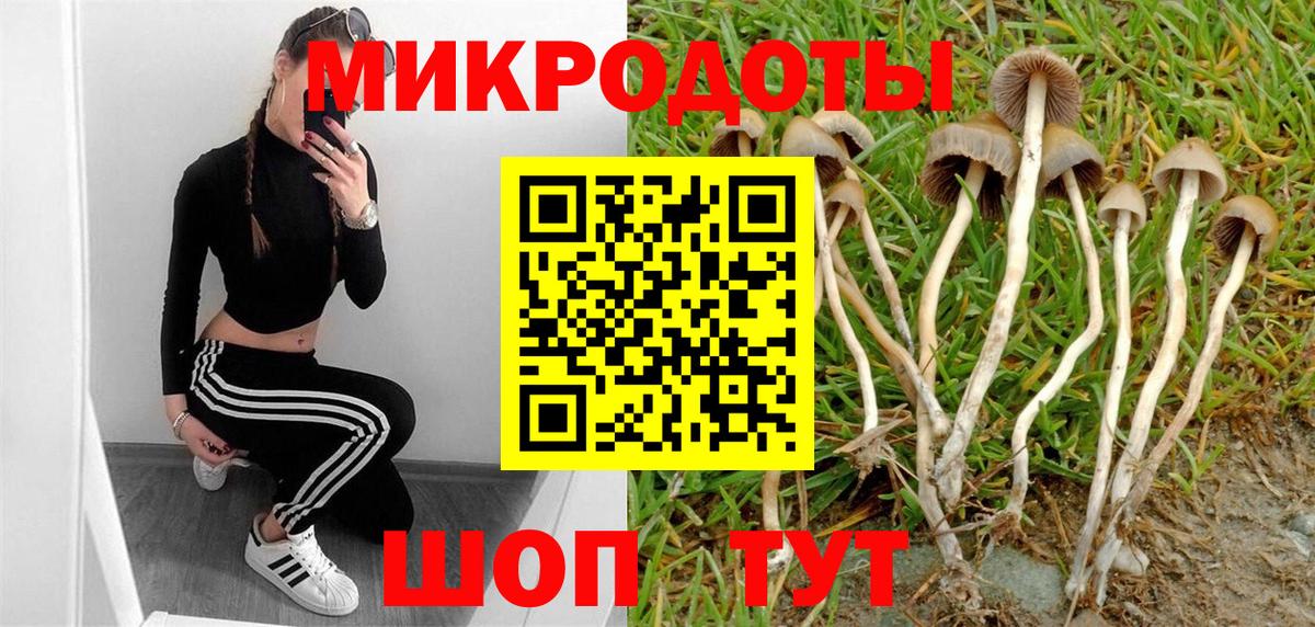 Псилоцибиновые грибы Psilocybe Когалым